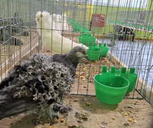 Kalisz. Rasowe gołębie, drób i króliki można podziwiać w hali OSRiR
