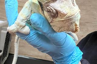 Kameleon Kajtek w tarapatach