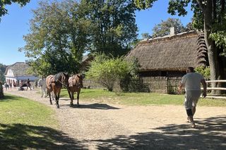 Tradycyjne wykopki w Muzeum Wsi Lubelskiej. Tak kiedyś zbierano ziemniaki