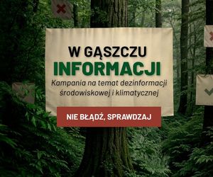 Czy naprawdę ubywa lasów? Nowa kampania Lasów Państwowych ma pomóc odróżnić fakty od mitów