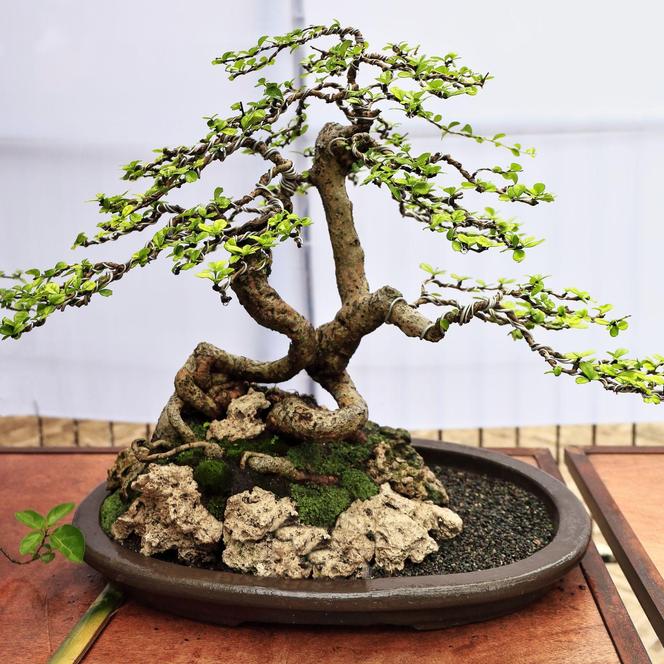 Drzewko bonsai