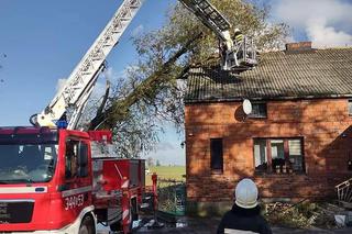 Wichury w Toruniu. Żywioł wywracał drzewa i nie tylko