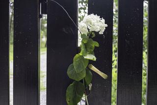 Kora Jackowska - kwiaty pod jej domem w dniu śmierci artystki