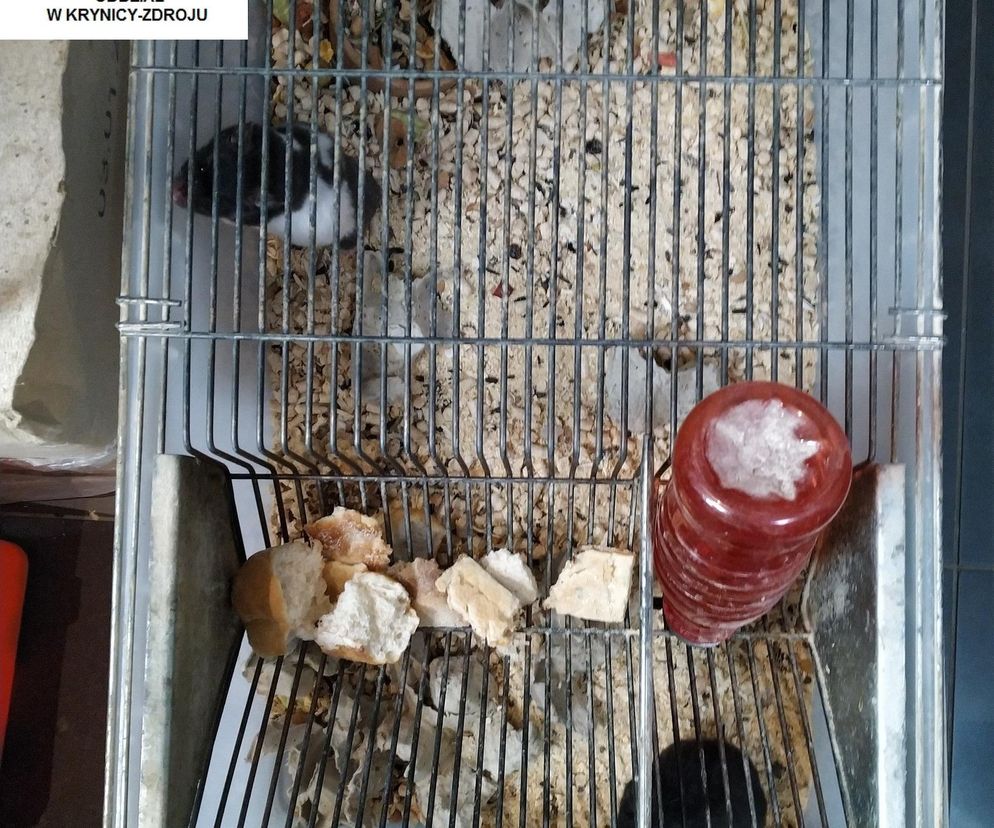 Dramatyczna interwencja w sklepie zoologicznym na Śląsku. Zwierzęta przetrzymywane w skandalicznych warunkach