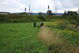 Psy z Berlina szukają zwłok mieszkanki Podkarpacia