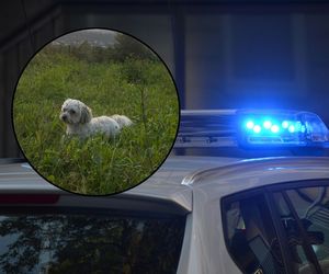 Po wypadku w Warszawie zaginął piesek. Jego opiekunka apeluje o pomoc w poszukiwaniach