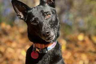 Te psy z bydgoskiego schroniska dla zwierząt czekają na adopcję