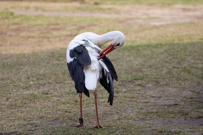 Deszcz uszkodził dom bocianiej rodziny w Krutyni