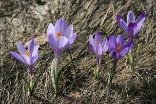 Kiedy będzie wysyp krokusów w Tatrach? Fioletowe dywany kwiatów przyciągają tłumy