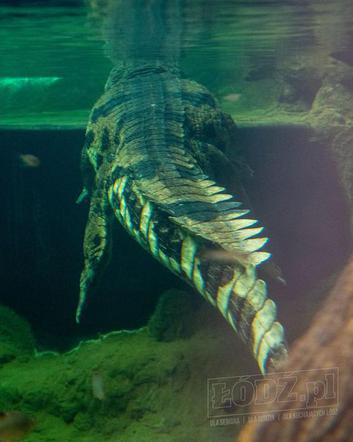 Te olbrzymy właśnie przyjechały do łódzkiego Orientarium. Robią wrażenie!