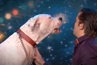 Pies śpiewa I Will Always Love You. Jest prawdziwym fanem Whitney Huston!