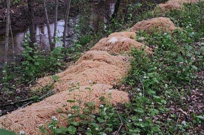 Co za marnotrawstwo! Ponad 200 kg spaghetti w lesie 