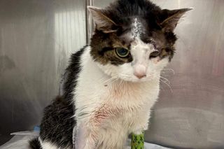 Obciął kotu język, bo zjadł plasterek boczku 