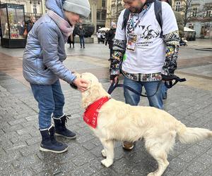 WOŚP 2024 w Krakowie. Grupa Golden Retriever opanowała cały Rynek Główny!