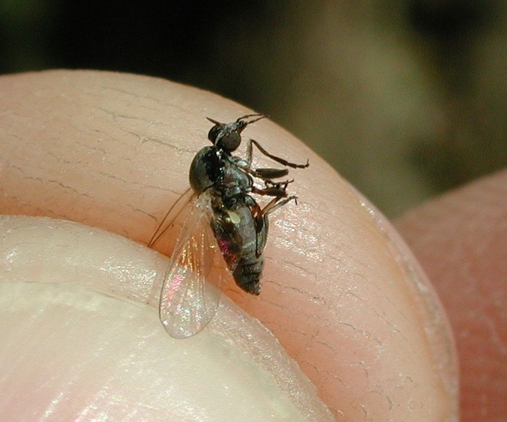 Uciążliwe czarne muchy atakują. To już plaga!