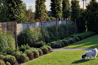 Ogród Nowoczesna Elegancja autorstwa pracowni Ogrodowa Aura