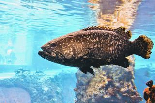 ZOO we Wrocławiu podnosi ceny biletów. Powodem wyższe rachunki za prąd, wodę i ogrzewanie 