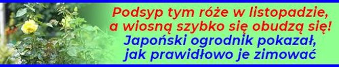 Wystarczy, że podsypiesz tym róże w listopadzie, a wiosną szybko obudzą się do kwitnienia