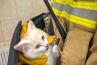 Strażacy uratowali kota. „Każda akcja to ważne zadanie”