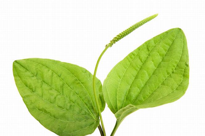 Rośliny lecznicze - jak wykorzystać babkę lancetowatą?