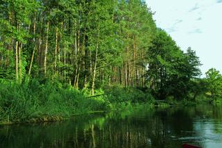 Spływ kajakowy Drwęcą