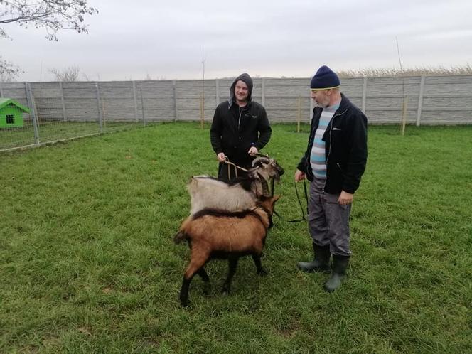 SZOK! Kozy błąkały się po Kaliszu. Jak się tu znalazły? [ZDJĘCIA]