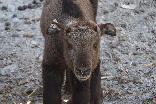 We wrocławskim zoo urodził się drugi w Polsce takin złoty