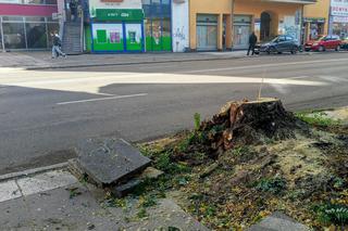Z alei Wojska Polskiego wycięto kilkanaście drzew