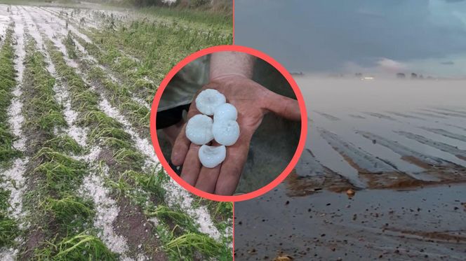 Zniszczone plantacje warzyw i owoców na Dolnym Śląsku. "To był prawdziwy armagedon" 