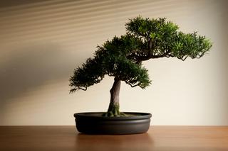 Jak rozmnażać drzewka bonsai. Rozmnażanie bonsai z nasion i przez sadzonki