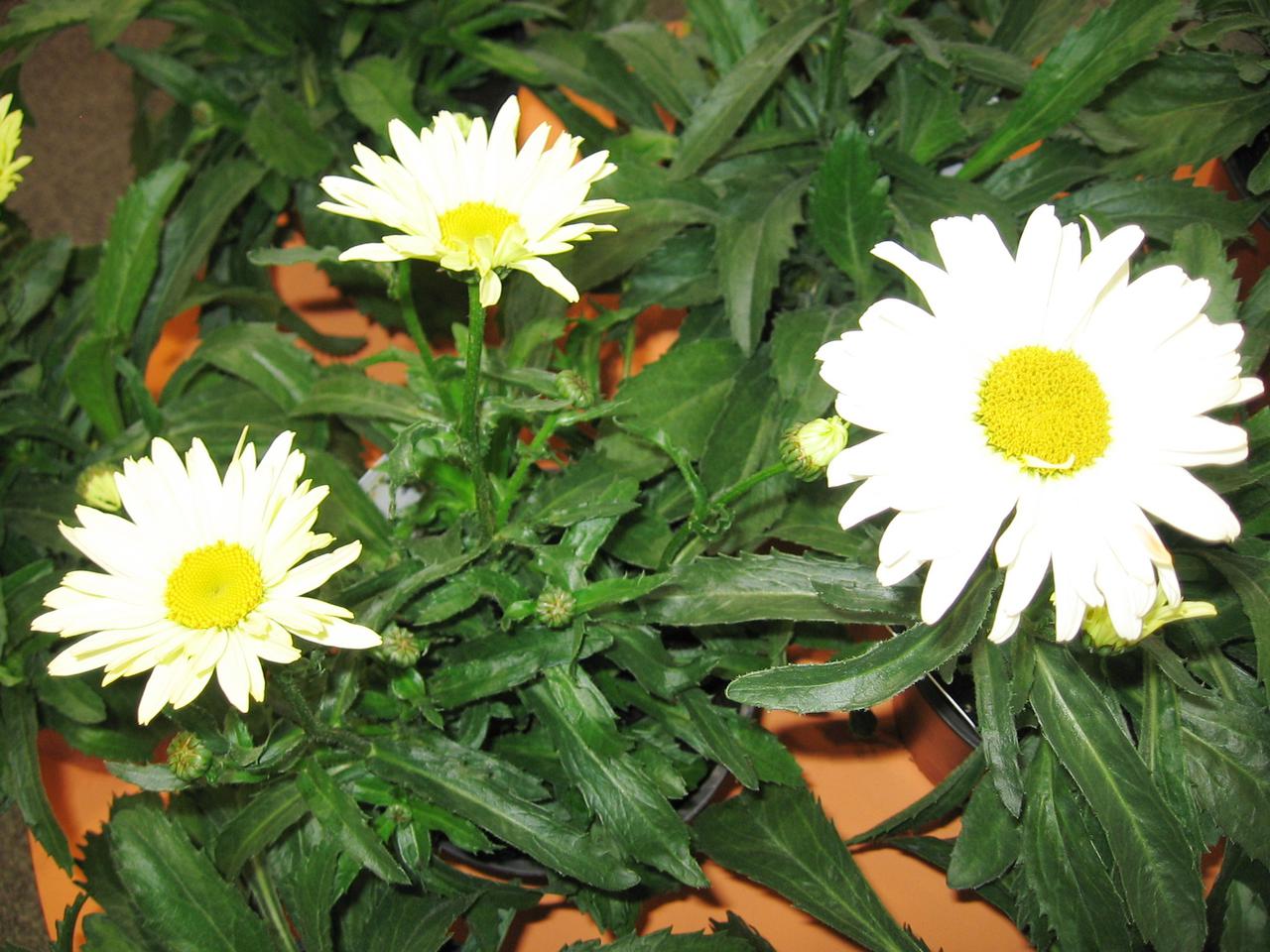 Złocień wielki 'Leumayel' = Jastrun wielki 'Leumayel' - Chrysanthemum maximum  'Leumayel' PBR (BROADWAY LIGHTS), syn. Leucanthemum maximum  'Leumayel' PBR (BROADWAY LIGHTS)