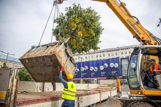 Przesadzanie drzew z placu Powstańców Warszawy