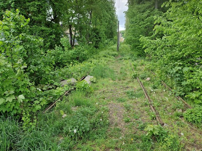 Torowisko tramwajowe na Babiej Wsi w Bydgoszczy zarośnięte chwastami. Tramwaje zniknęły stąd lata temu