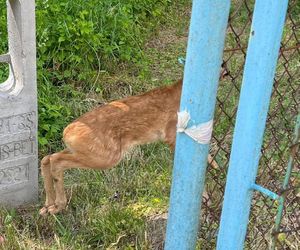 Druhowie z Iwonicza uratowali sarenkę. 