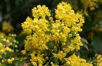 Mahonia pospolita