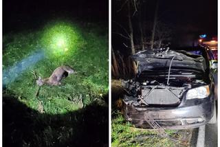 Samochód zderzył się z jeleniem koło Wągrowca. Zwierzę nie przeżyło [ZDJĘCIA]