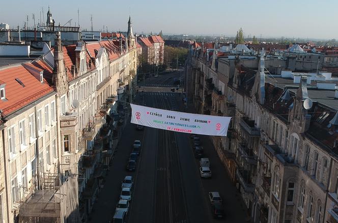 Czerwone wdowy na dachach wrocławskich kamienic