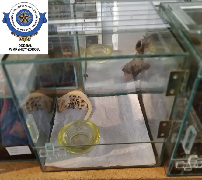 Dramatyczna interwencja w sklepie zoologicznym na Śląsku. Zwierzęta przetrzymywane w skandalicznych warunkach