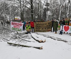 Zostawcie drzewa w spokoju. Mieszkańcy Wołomina protestują przeciwko wycince 