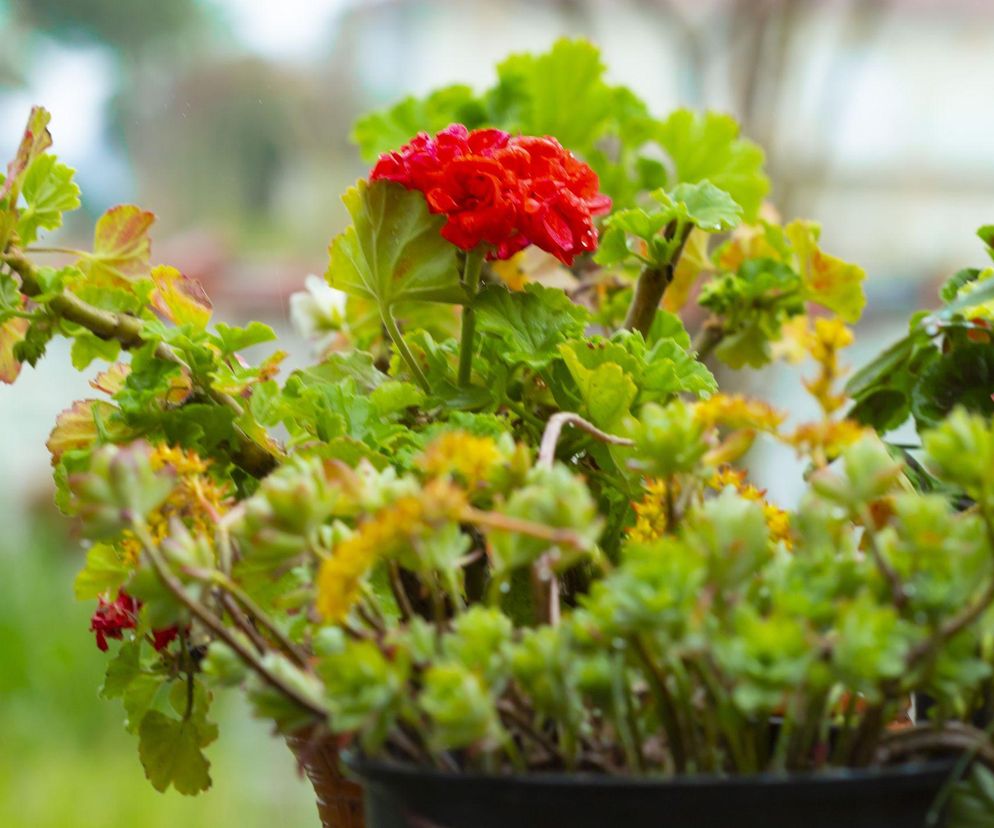 Liście pelargonii więdną a potem żółkną - co jest przyczyną?