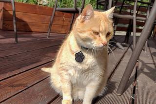 Koci celebryta z Przemyśla. Poznajcie kota Cząbra!