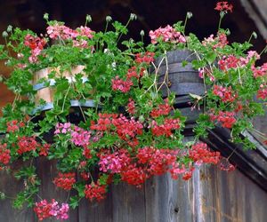 Jak zrobić sadzonki roślin balkonowych. Rozmnażanie fuksji, pelargonii, lantany