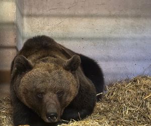 Z piekła do azylu! Uratowana niedźwiedzica Poca zaczyna nowe życie w Poznaniu