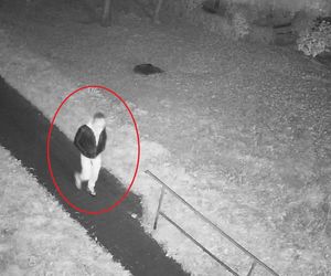 Bez powodu uderzył w twarz 31-latka. Policja opublikowała wideo i rysopis