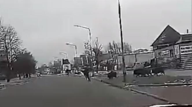 Dziki zaatakowały mężczyznę w centrum miasta. Musiał uciekać przed rozjuszonym stadem [ZDJĘCIA, WIDEO]