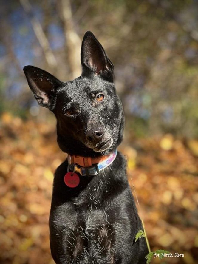 Te psy z bydgoskiego schroniska dla zwierząt czekają na adopcję