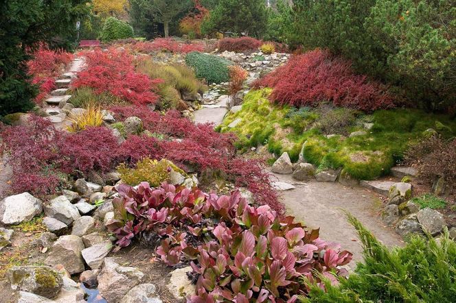 Arboretum w Rogowie