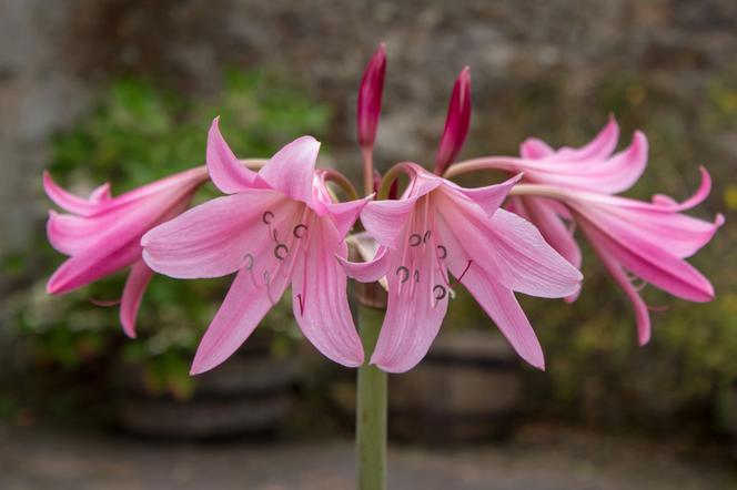 Krynka różowa  - Crinum Powelli