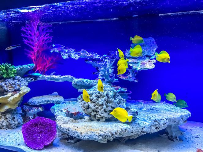 Kasprzyk, Kurowska i Kaliszuk w Oceanarium