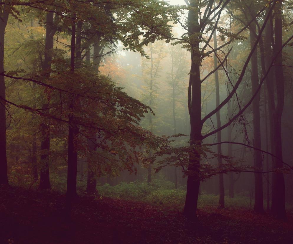 5-latka zgubiła się w lesie w Toruniu. Pomogły uczennice SP nr 13